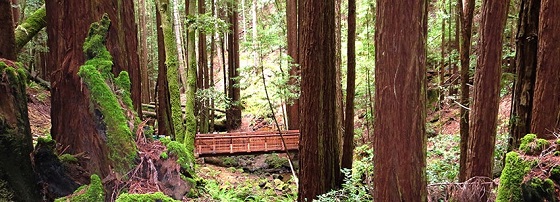 Redwood Conservation