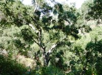 Almaden_Quicksilver_County_Park_13.JPG