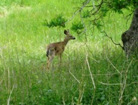 AlumRockRegionalPark13s.JPG