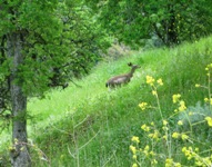 AlumRockRegionalPark14s.JPG