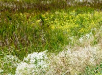 Alviso_Marina_County_Park_11.jpg