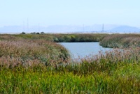 Alviso_Marina_County_Park_13b.jpg