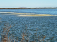 Alviso_Marina_County_Park_15.jpg