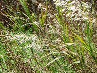 Alviso_Marina_County_Park_16.jpg