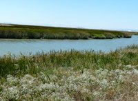 Alviso_Marina_County_Park_16b.jpg