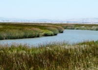 Alviso_Marina_County_Park_17.jpg