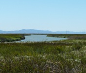 Alviso_Marina_County_Park_17b.jpg