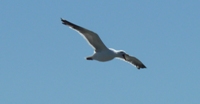 Alviso_Marina_County_Park_20.jpg