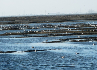 Alviso_Marina_County_Park_25.jpg