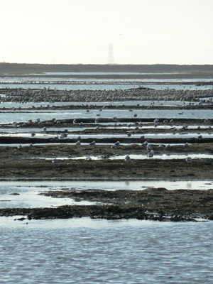 Alviso_Marina_County_Park_27.jpg