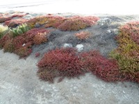 Alviso_Marina_County_Park_28.jpg