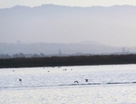 Alviso_Marina_County_Park_30.jpg