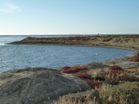 Alviso_Marina_County_Park_31.jpg