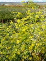 Alviso_Marina_County_Park_32.jpg