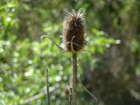 Arastradero_Preserve__11.jpg