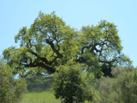 Arastradero_Preserve__13.jpg