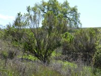 Arastradero_Preserve__14.jpg