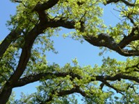 Arastradero_Preserve__15.jpg