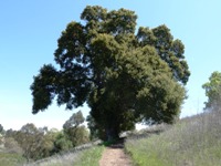 Arastradero_Preserve__17.jpg