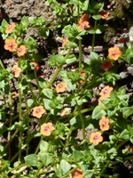 Arastradero_Preserve__28.jpg