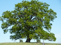 Arastradero_Preserve__29.jpg