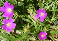 Arastradero_Preserve__33.jpg