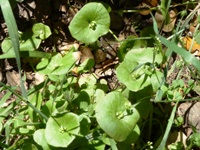 Arastradero_Preserve__34.jpg