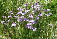 Arastradero_Preserve__8.jpg