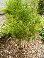 Bamboo_Garden_Los_Altos_11.JPG