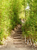 Bamboo_Garden_Los_Altos_13.JPG