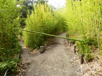 Bamboo_Garden_Los_Altos_15.JPG