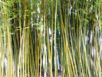 Bamboo_Garden_Los_Altos_17.JPG