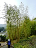 Bamboo_Garden_Los_Altos_20.JPG