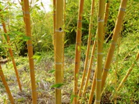 Bamboo_Garden_Los_Altos_21.JPG