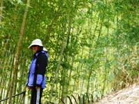 Bamboo_Garden_Los_Altos_22.JPG