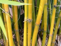 Bamboo_Garden_Los_Altos_25.JPG