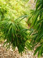 Bamboo_Garden_Los_Altos_27.JPG