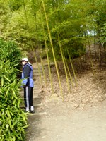 Bamboo_Garden_Los_Altos_7.JPG