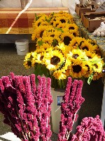 Belmont_Farmers_Market_13.jpg