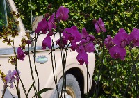Belmont_Farmers_Market_6.jpg