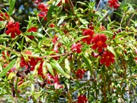Blackberry_Farm_5.jpg