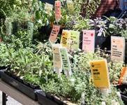 CampbellFarmersMarket6.JPG
