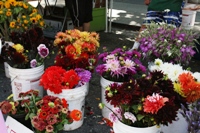 CampbellFarmersMarket7.JPG