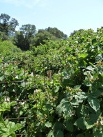 Cupertino_Community_Gardens_5.jpg