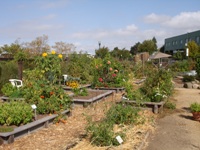 EmeryvilleCommunityGarden5.JPG