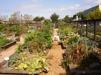 EmeryvilleCommunityGarden6.JPG