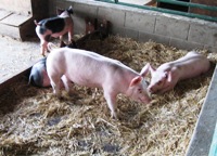 EmmaPruschFarmParks1.jpg