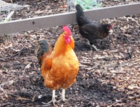 EmmaPruschFarmParks2.jpg