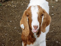 EmmaPruschFarmParks3.jpg