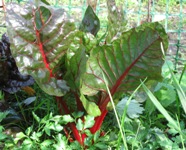 EmmaPruschFarmParks4.jpg
